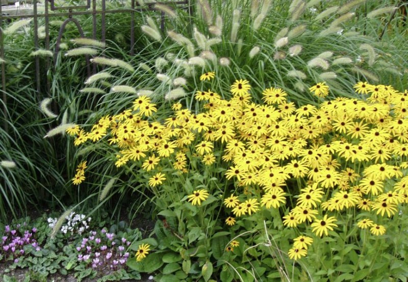 Staudenbeete im Herbst - eine wahre Pracht! - Planungswelten