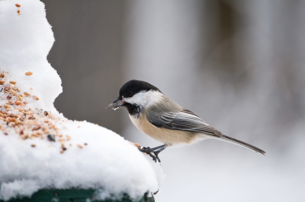 So machen Sie Ihre Pflanzen winterfest - Planungswelten