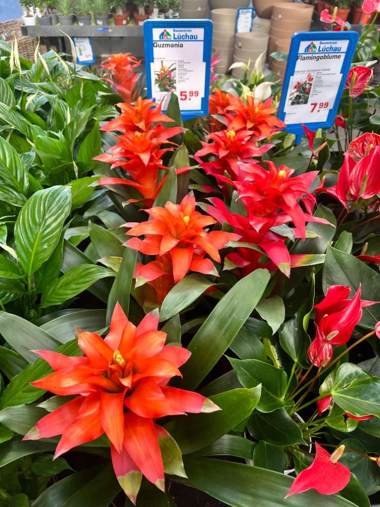 Guzmania Pflanze