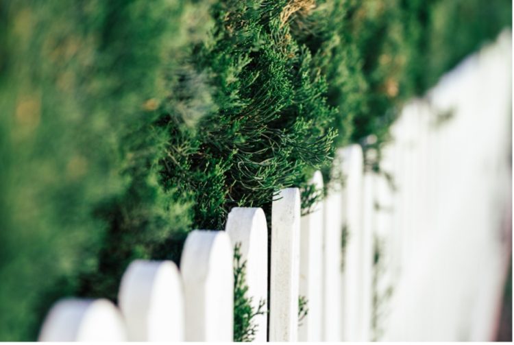 Weißer Gartenzaun aus Holz an einer dichten Hecke