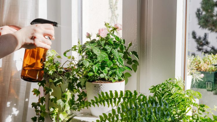 Zimmerpflanzen werden mit Wasser nass gesprüht