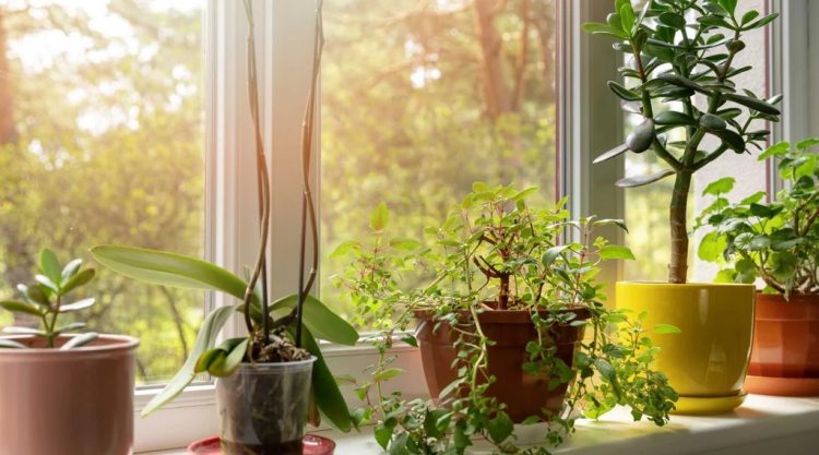 Verschiedene Pflanzen stehen auf einer Fensterbank und bekommen nicht ab.