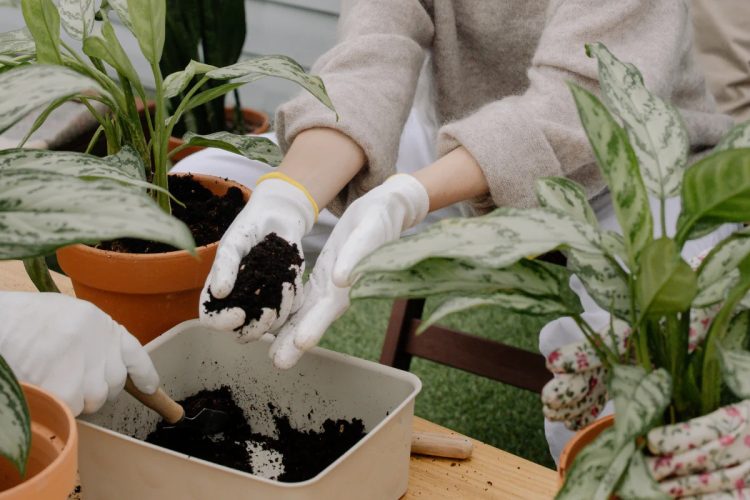 Eine Person mit Handschuhen düngt ihre Pflanzen
