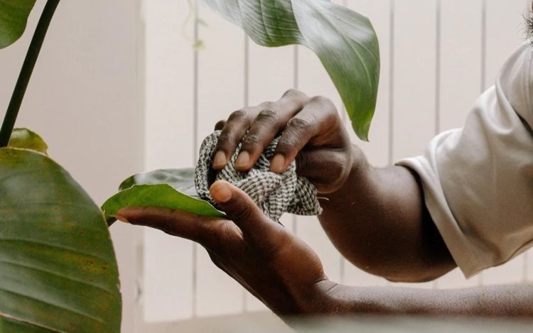 Person wischt mit einem Tuch über ihre Pflanze um Schädlinge zu bekämpfen.